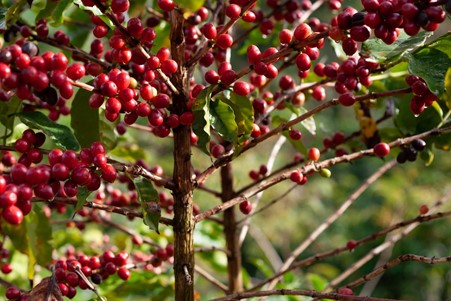 Nouvel outil de promotion de l’agroécologie en Afrique de l’Est