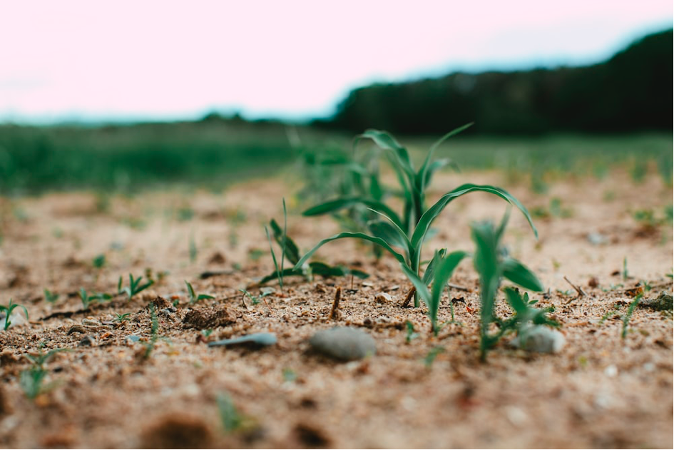 OGM, entre sécurité alimentaire et éthique