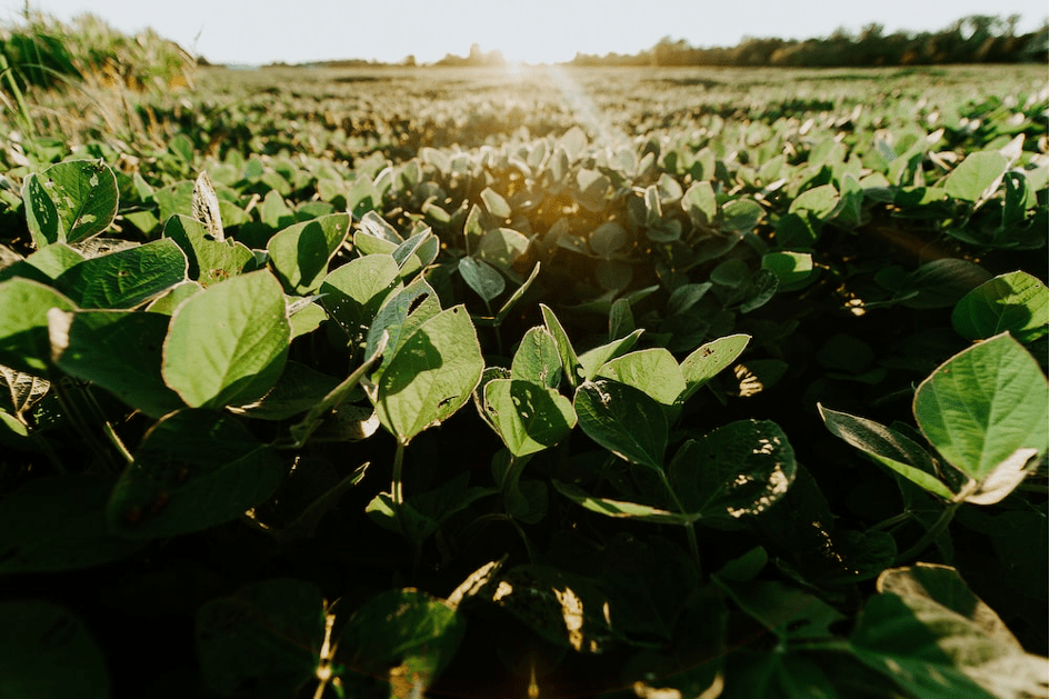 Certification pour le soja durable américain