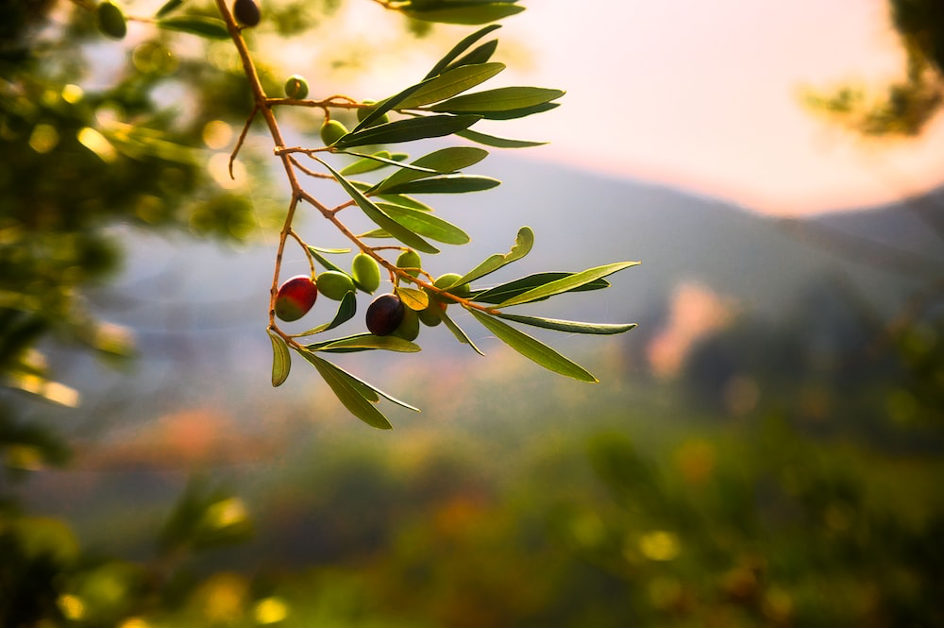 Les arboriculteurs andalous à la peine
