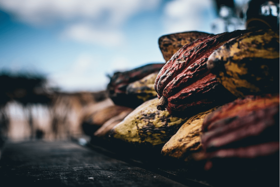 Préserver le revenu des producteurs de cacao
