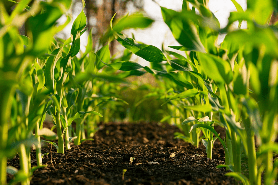 QUAND L’AFRIQUE INNOVE EN MATIÈRE DE FERTILISANTS ORGANIQUES