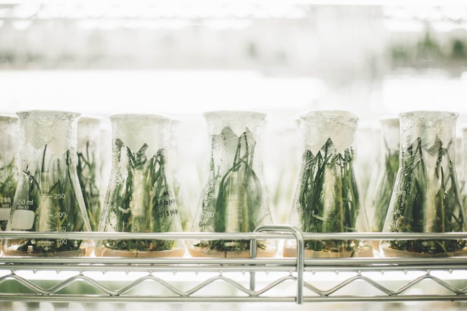 Science et innovation au service de l'agriculture africaine