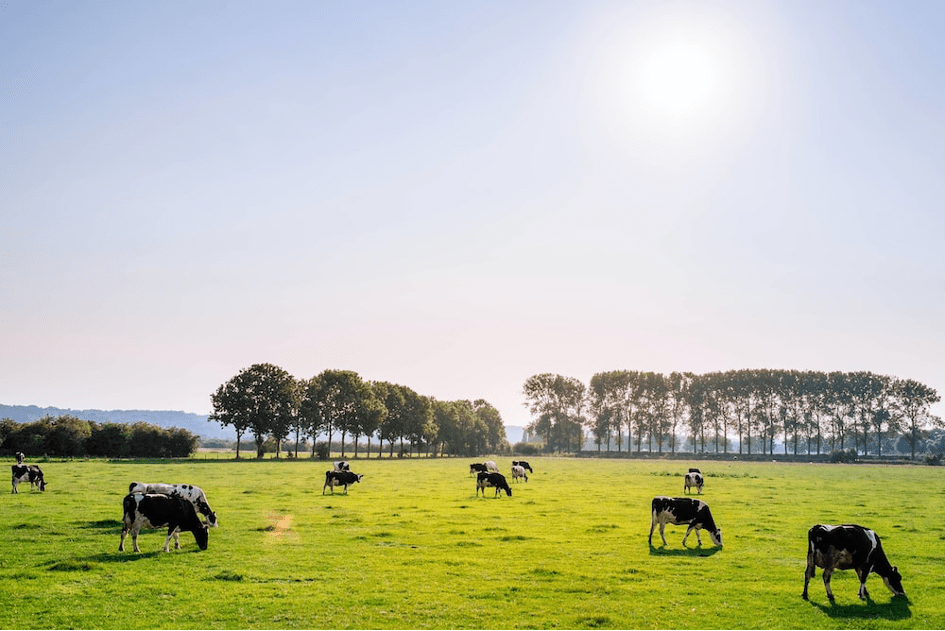 Des ruminants sans émission de méthane