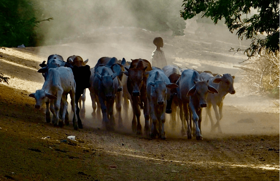 Le pastoralisme a-t-il un avenir en Afrique?