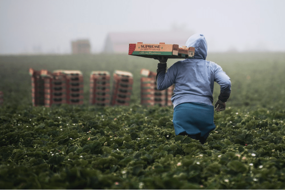 L’économie marocaine portée par un emploi agricole fragile