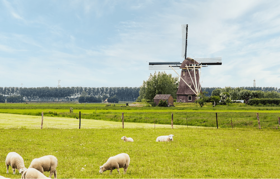 Pays-Bas : une politique agricole au service de l’environnement