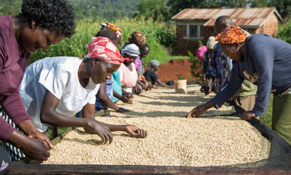 Afrique, des campagnes et des villes : Des systèmes agroalimentaires territorialisés
