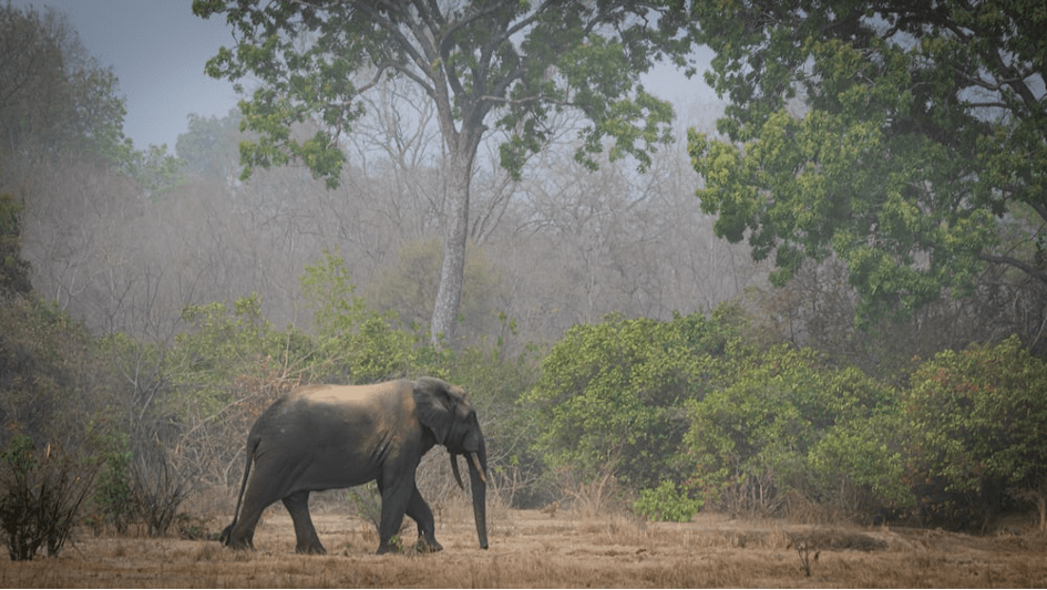 Il appartient à l’Afrique de protéger sa biodiversité ?