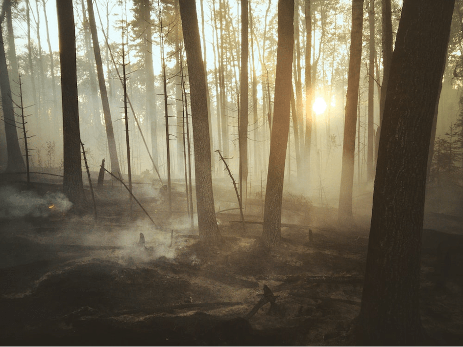 Quantifier le stockage du carbone par les arbres ?