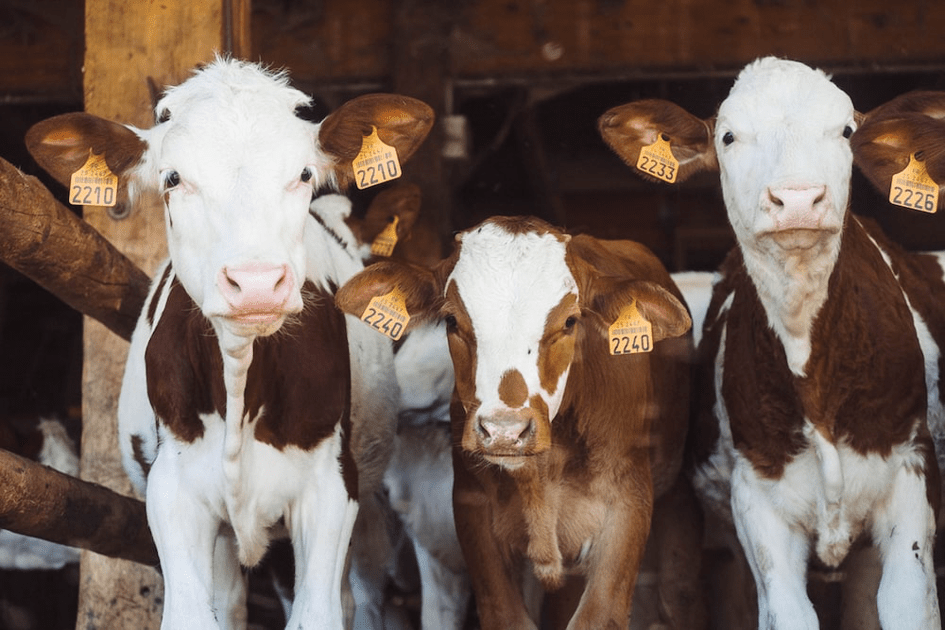 Un cas de vache folle au Brésil