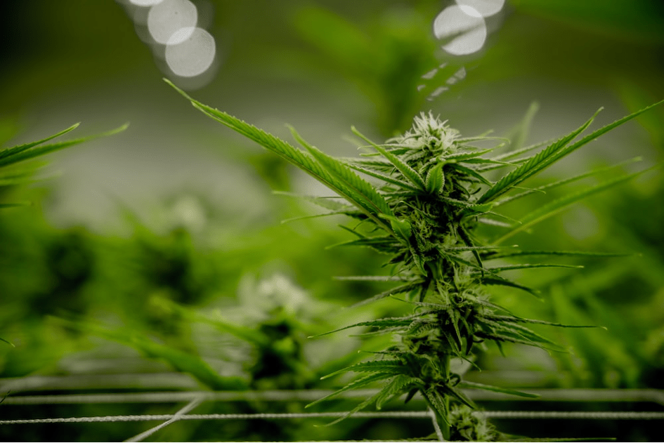 Cannabis californien : soutenir la filière en allégeant les taxes