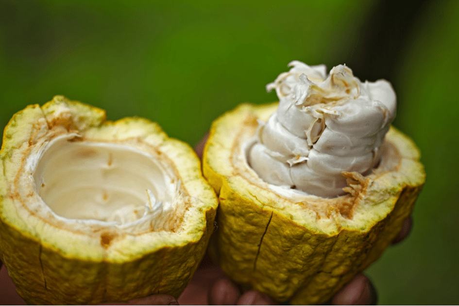 Ghana, les cacaoculteurs passent au bio