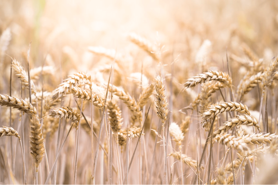 Incertitudes inflationnistes sur les céréales