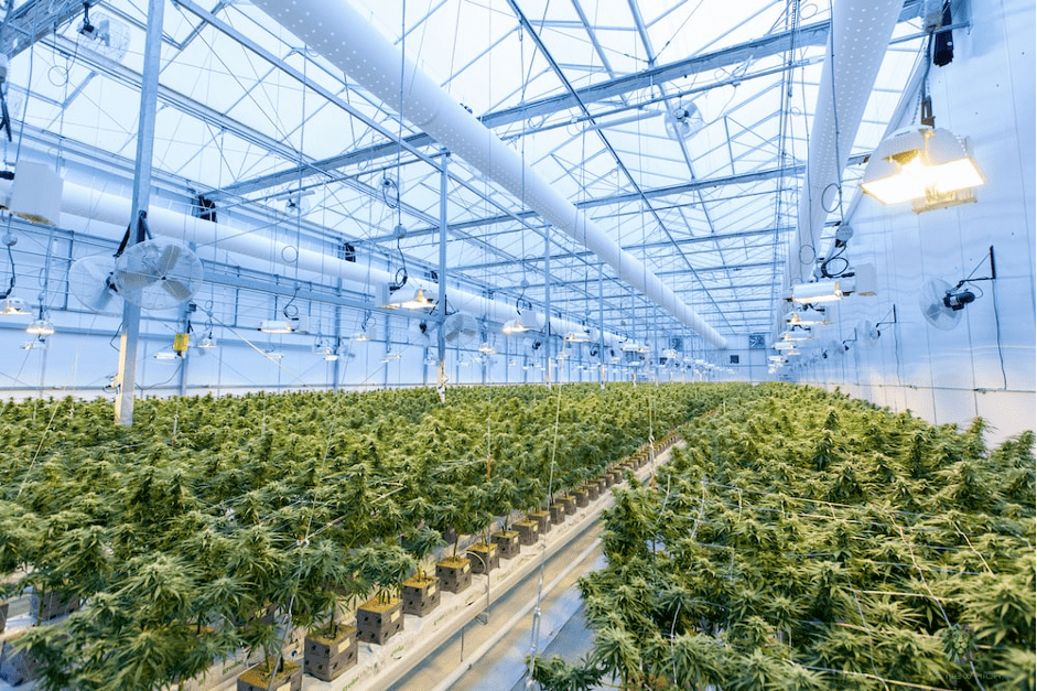 L’Allemagne projette de légaliser le cannabis récréatif