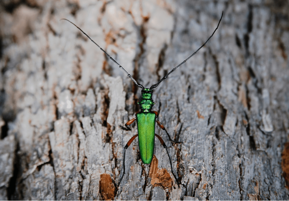 La consommation des protéines d’insectes passe par une information transparente