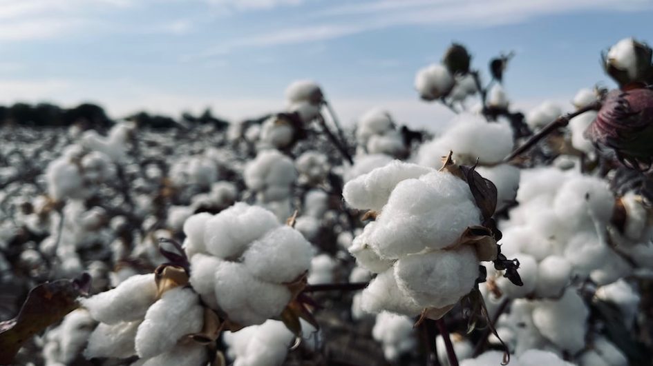 La filière coton africaine se professionnalise