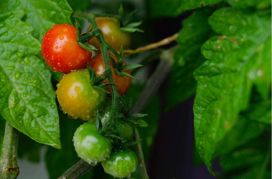 Les plantes expriment leur stress