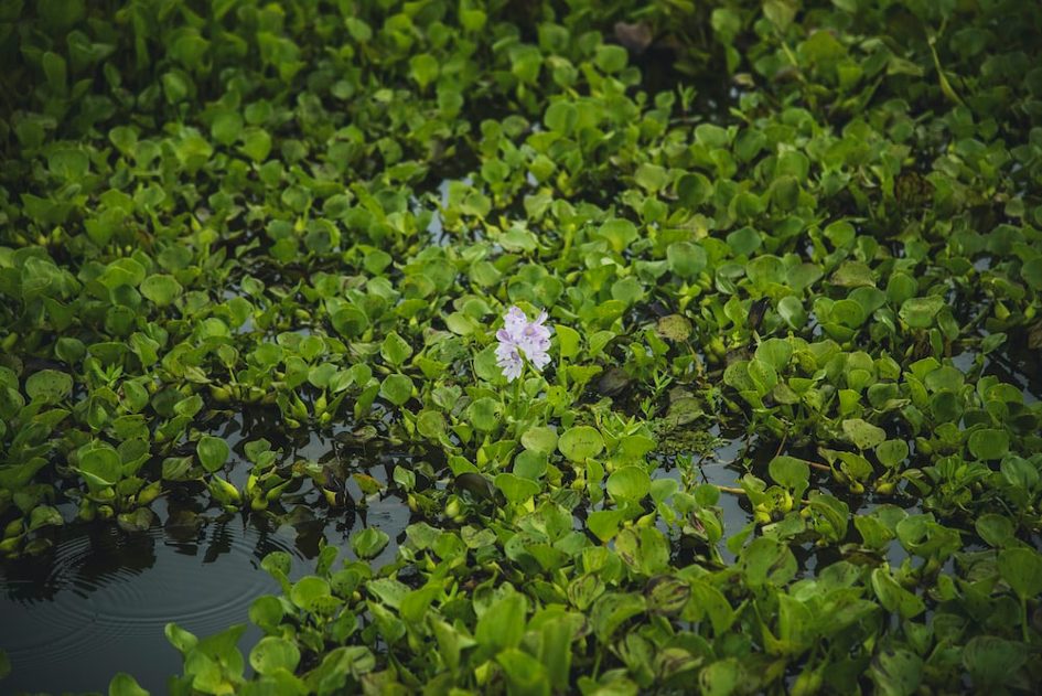 Plantes invasives, une ressource pour l’artisanat