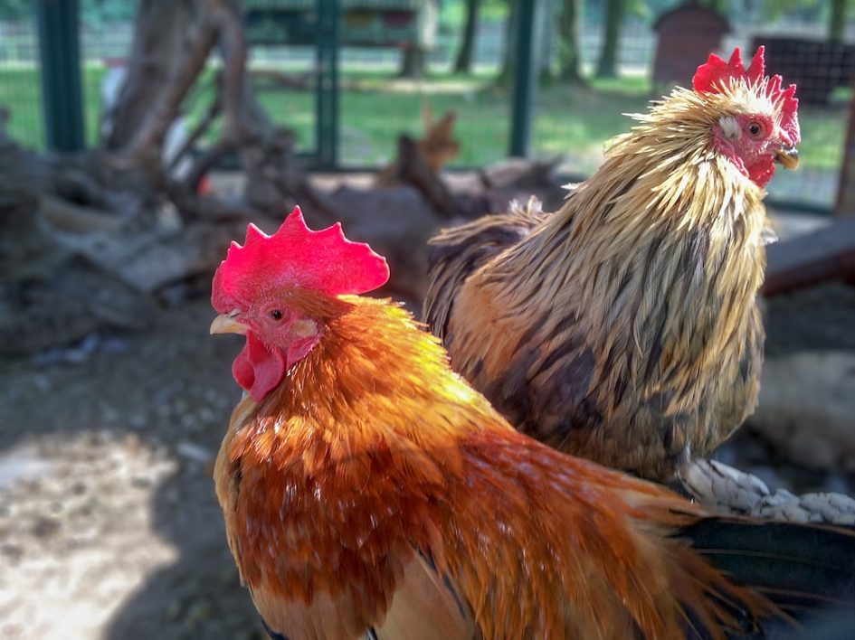 Un nouveau vaccin contre la grippe aviaire