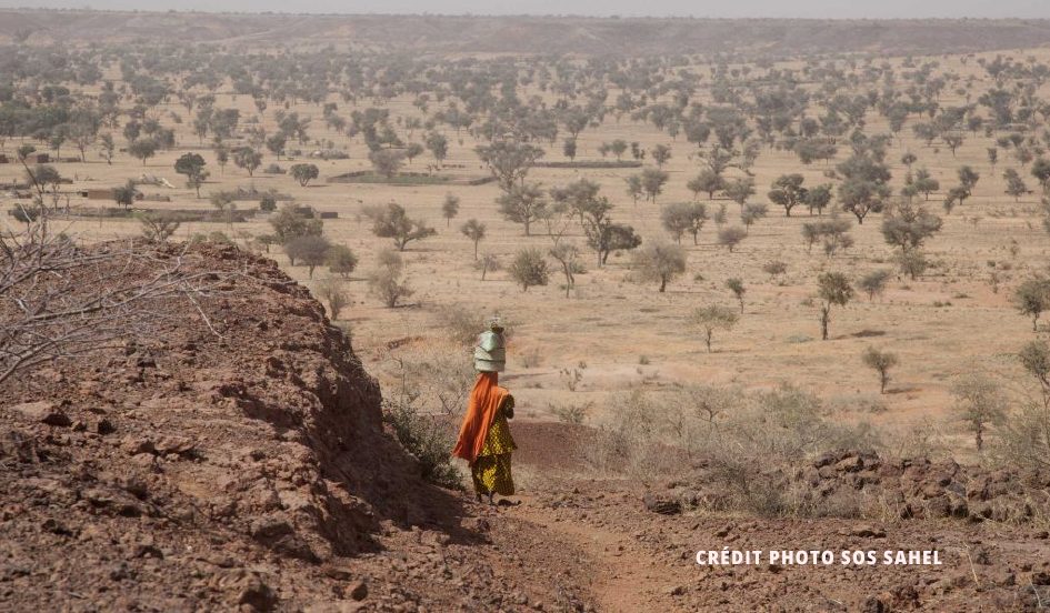 La Muraille verte, une solution pour le Sahel ?
