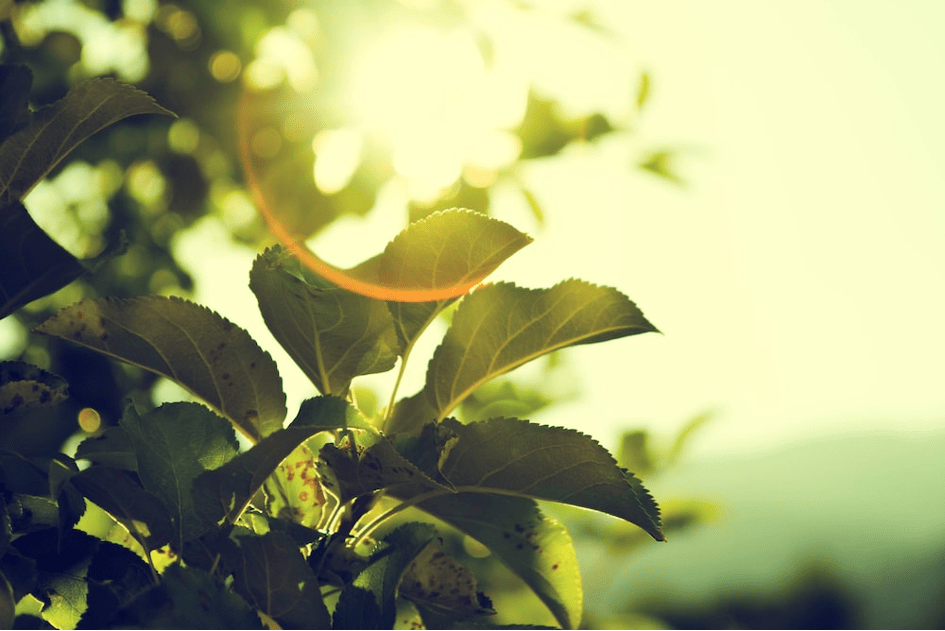The Question of African Green Hydrogen