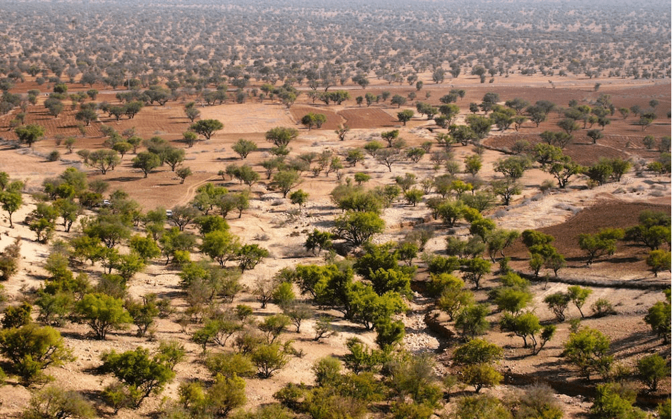 L’arganier, facteur du développement économique et durable du sud marocain
