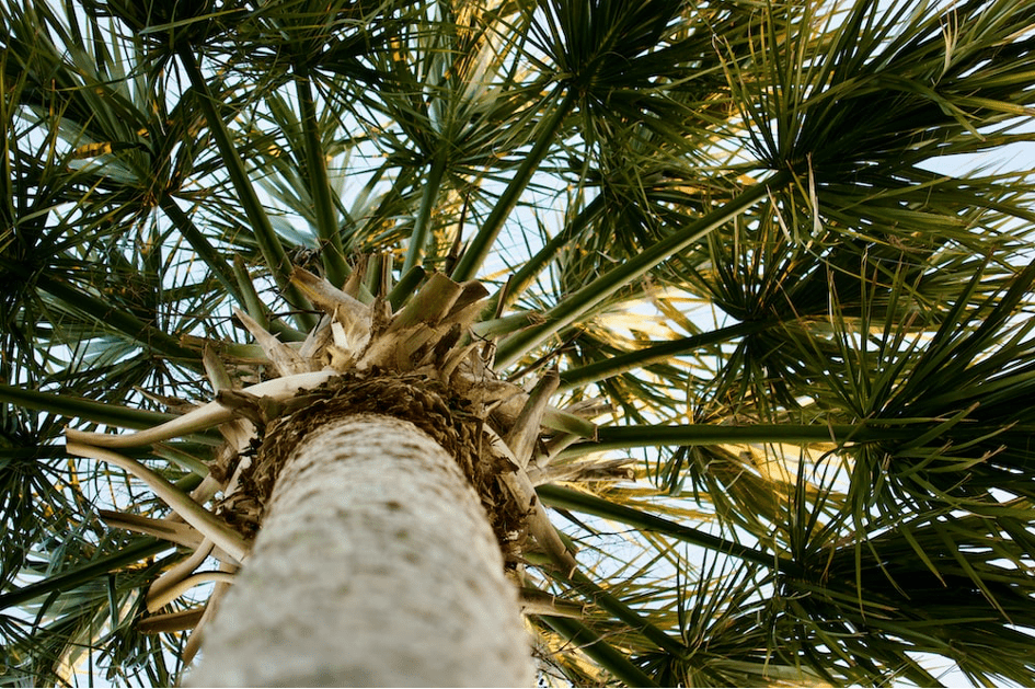 Le palmier à huile, une biomasse pour la production d’électricité en Côte d’Ivoire