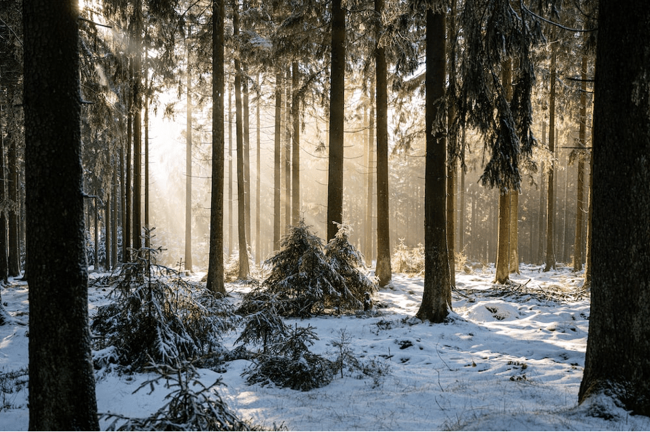 The boreal forest is subject to the whims of the climate's rhythm