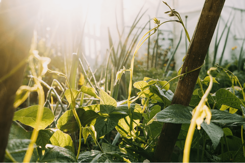 La pratique de la permaculture en Tunisie