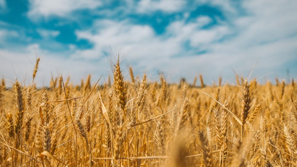 Africa's Dependence on Russo-Ukrainian Cereals