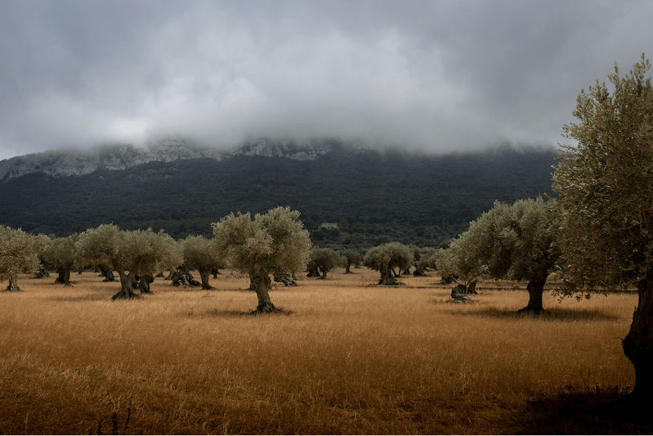 Heatwave Affects Vineyards and Olive Trees in Greece