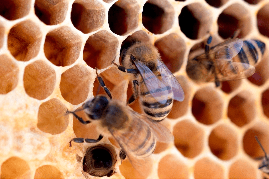 L’agriculture mexicaine décime les abeilles