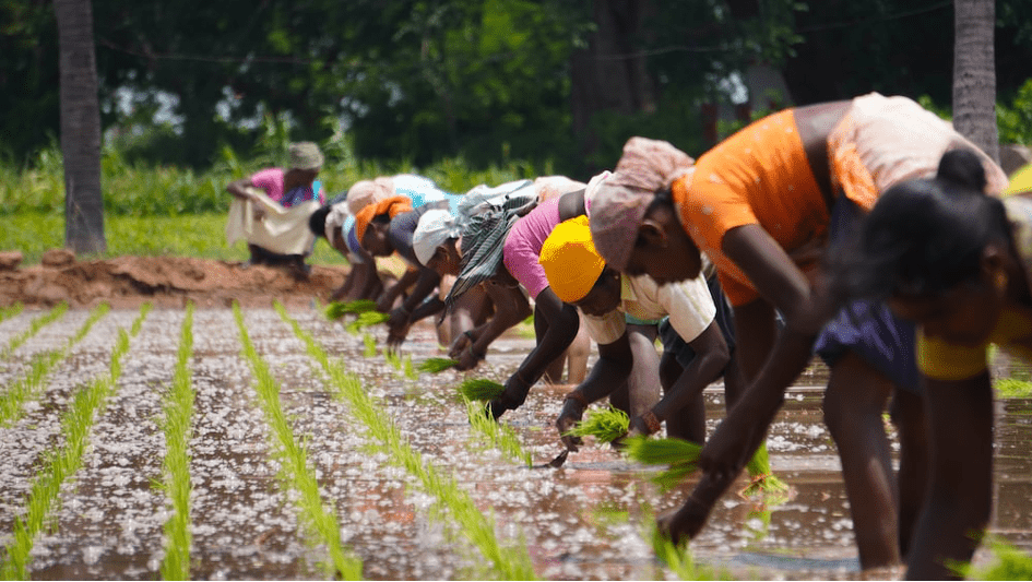 L’importance de l’autonomisation des femmes en agriculture