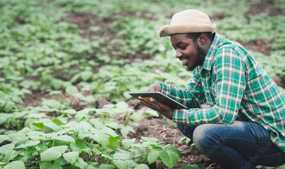 African Continent's Limited Role in the Global Oilseed Market