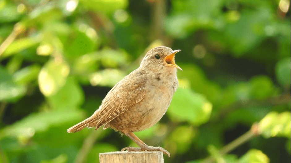 Birdsong Stimulates Plant Growth