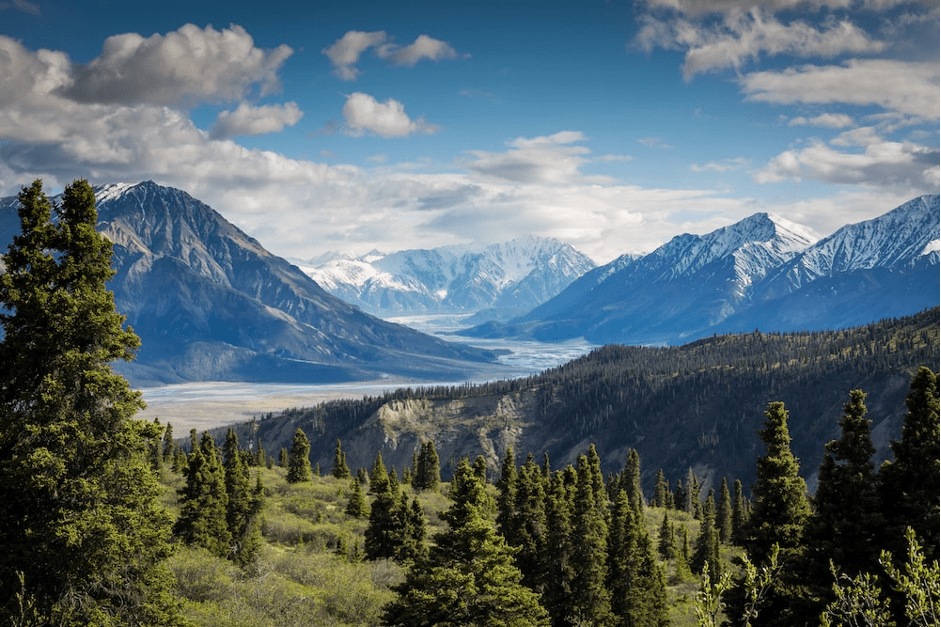 Quand les arbres prennent de la hauteur