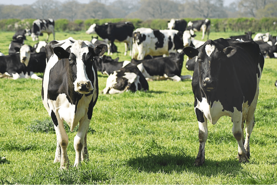 Epizootic Outbreak in France