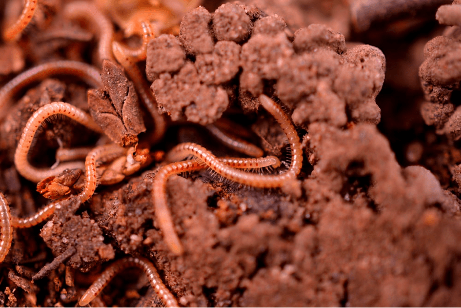 Earthworms are Essential to Soil Health