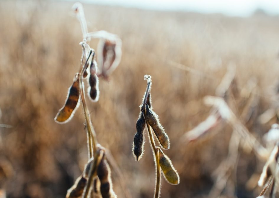 Plants engage with rhizobium bacteria.