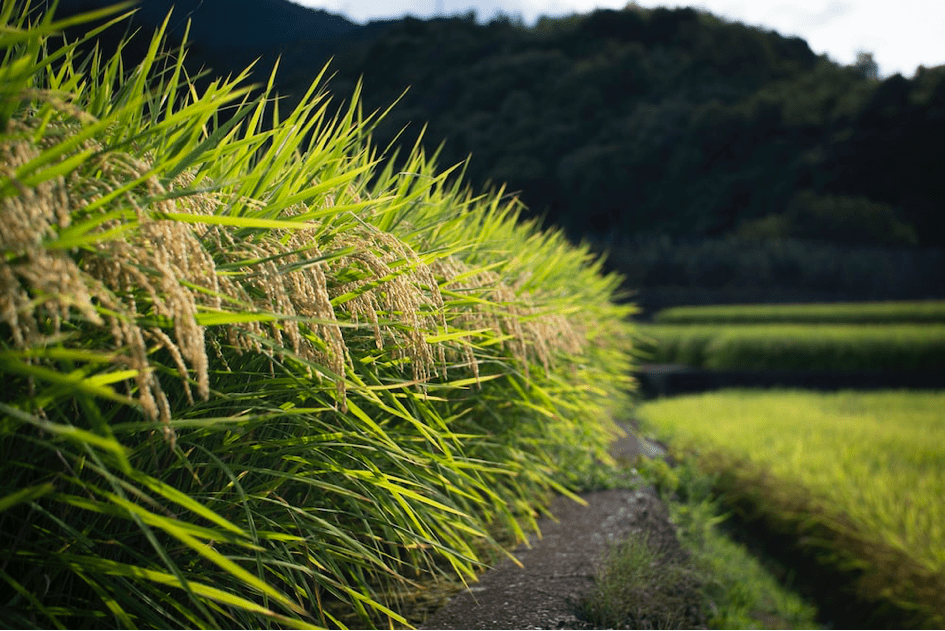 Plantes : rôle des jasmonates en stress salin