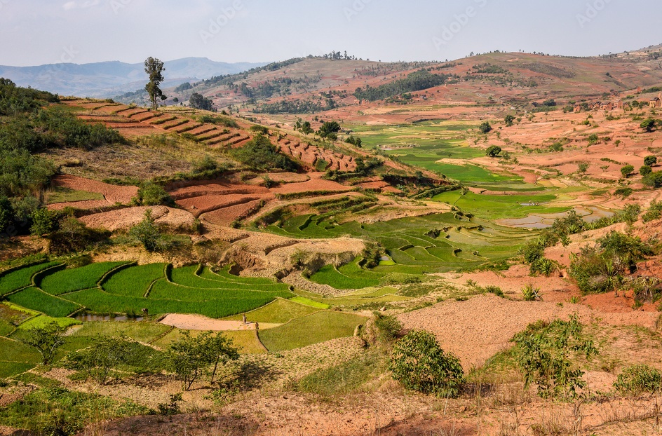 L’Inde impose ses règles sur le marché mondial du riz !