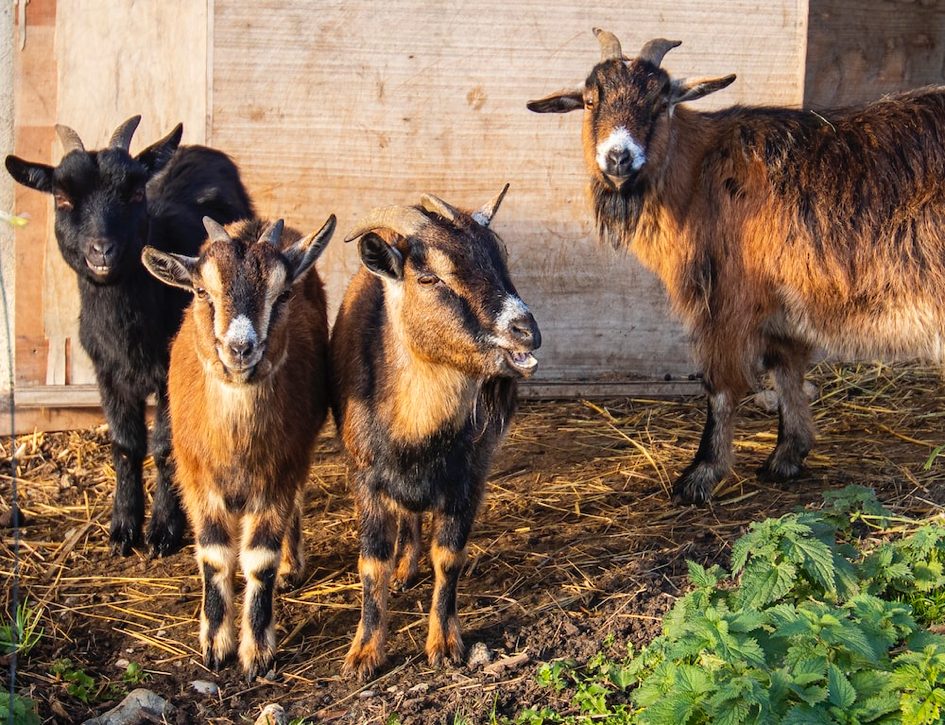 A conference on sustainable livestock farming by FAO