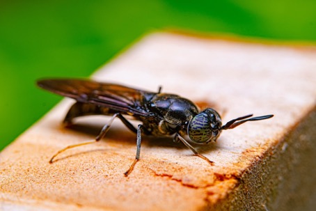 Nouveau site industriel de production de protéines d’insectes du  français Agronutris