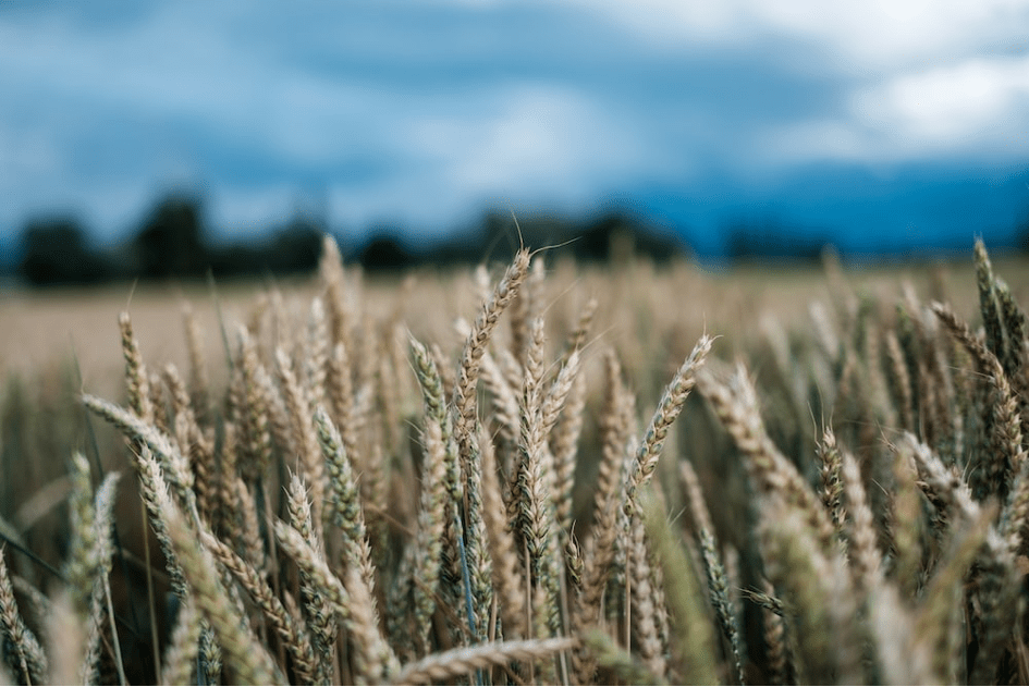 Expressive Genes for Sustainability