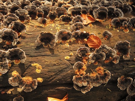 La fertilisation par des champignons mycorhiziens