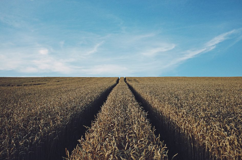 Land Grabbing Threatens Food Security