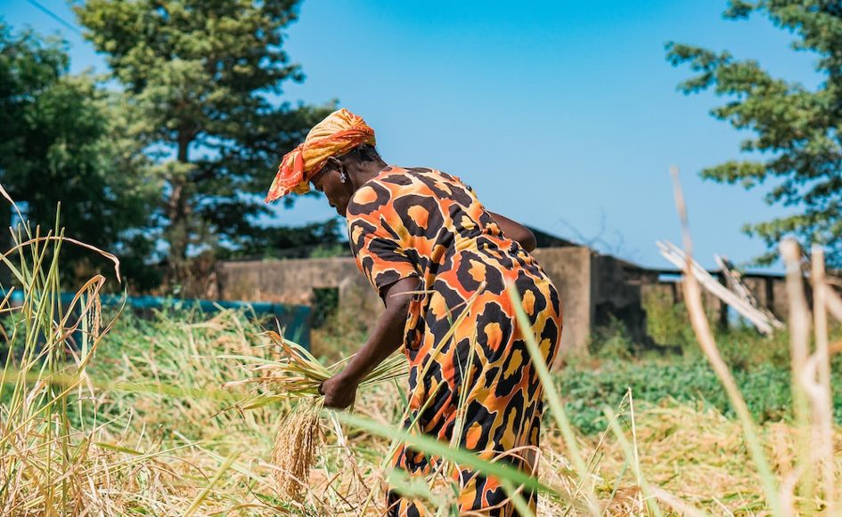 L’agriculture, important levier de stabilité et de sécurité alimentaires de l’Afrique de l’Ouest