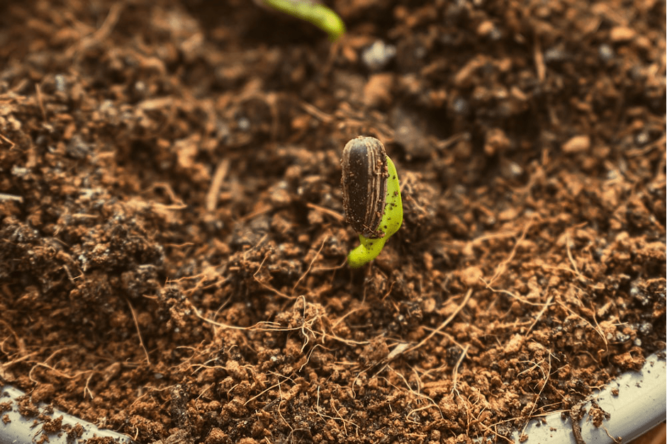 Le morphing au service de la reforestation