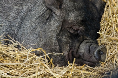 African Swine Fever: Establishment of an Expert Group